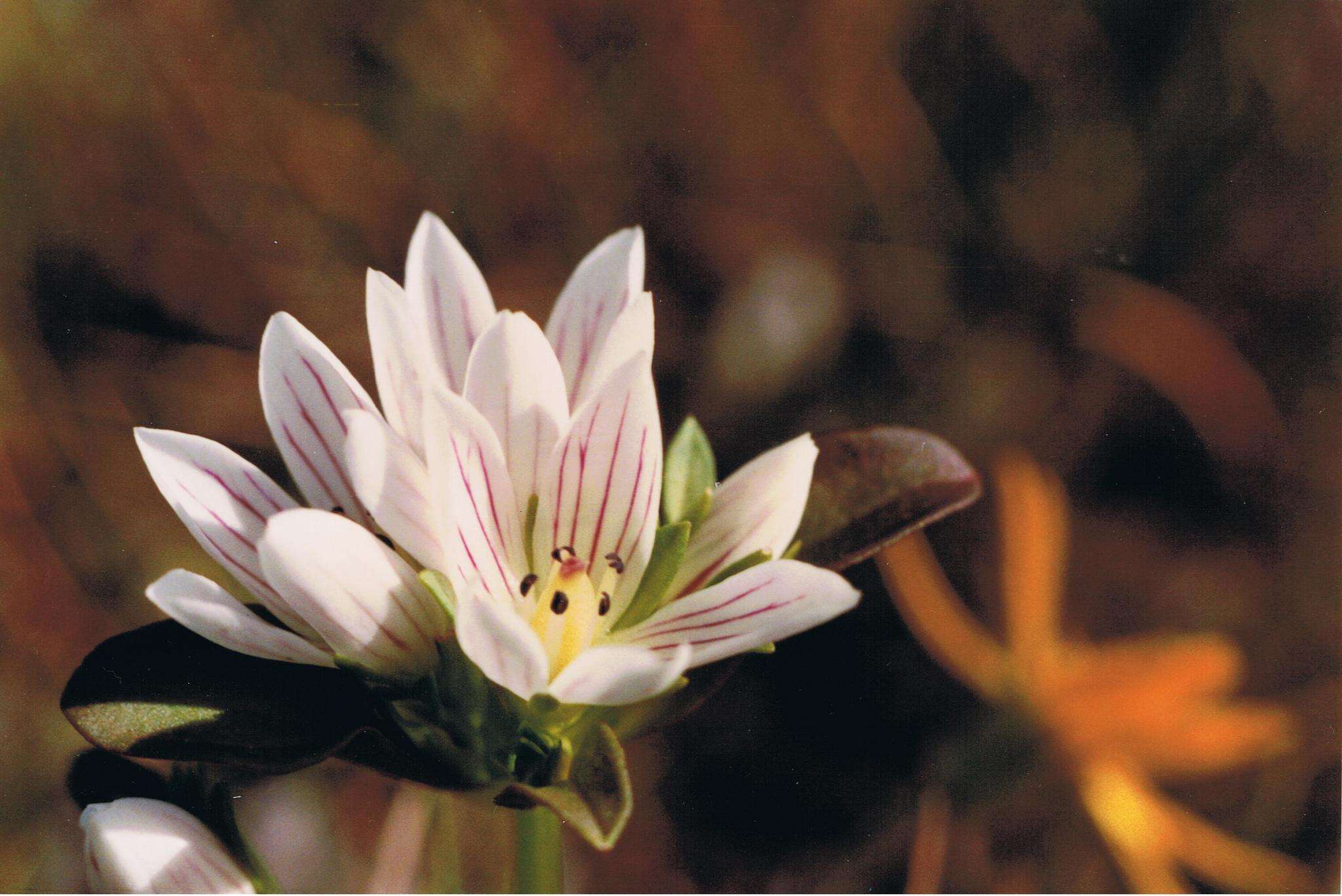 Gentianella spenceri (Kirk) T. N. Ho & S. W. Liu的圖片