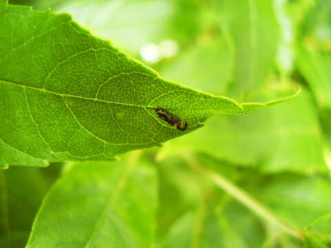 Image of Jumping plant lice