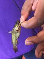 Image of Black Bullhead