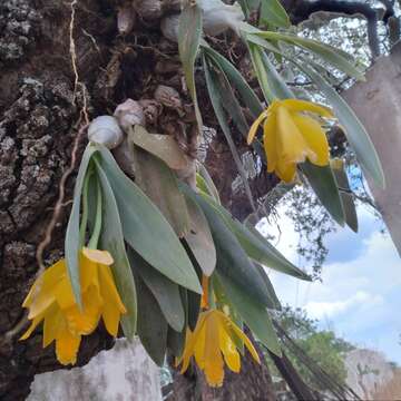 Image of Daffodil orchid