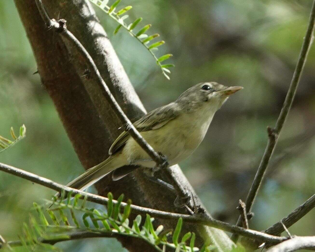 Image of Vireo bellii arizonae Ridgway 1903