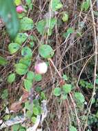 Image of Symphoricarpos × chenaultii Rehder