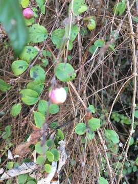 Image of Symphoricarpos × chenaultii Rehder