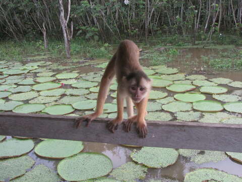 Image of Spix's white-fronted capuchin