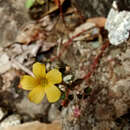 Image de Oxalis spiralis G. Don