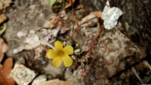 Слика од Oxalis spiralis G. Don