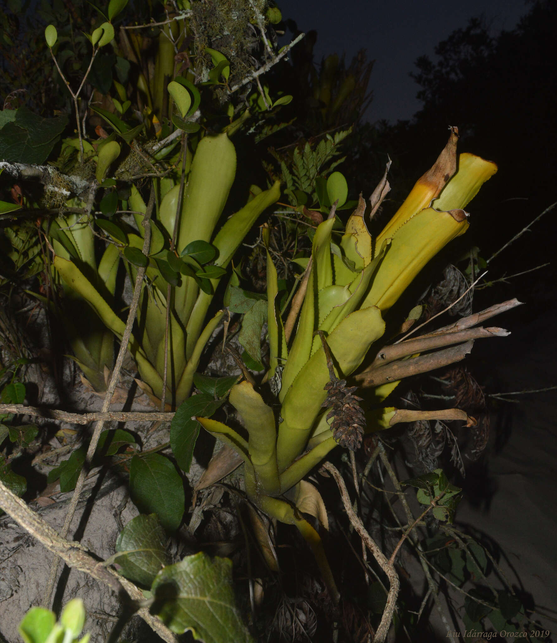 Image of Aechmea comata (Gaudich.) Baker