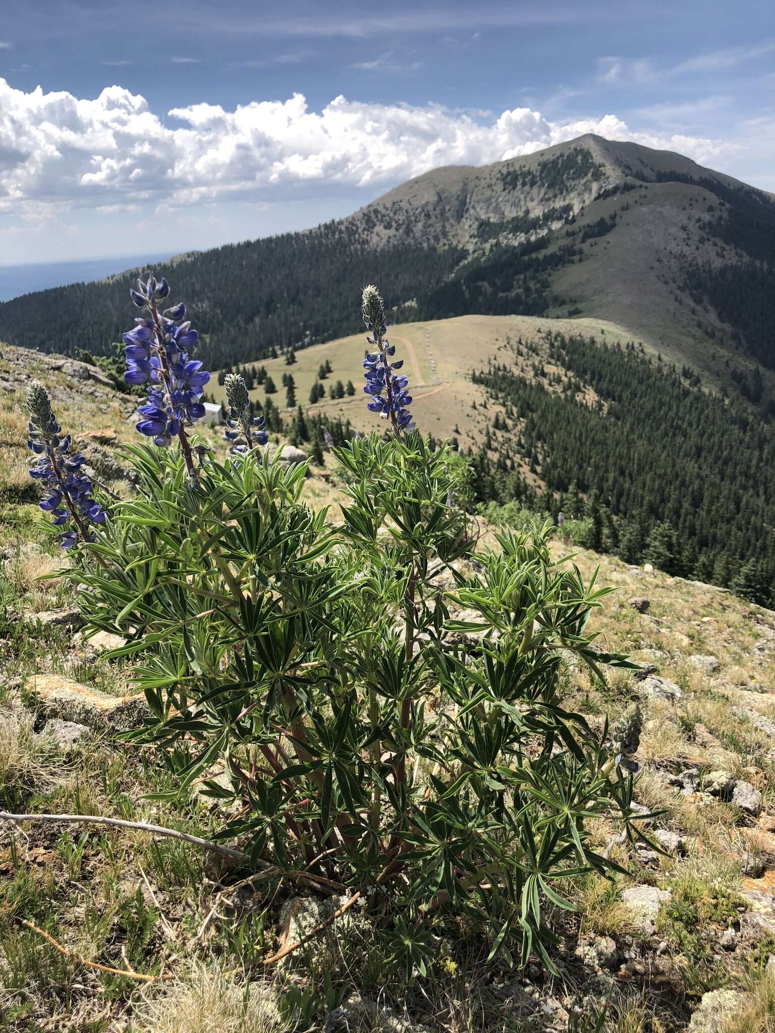 Image of White Mountain lupine