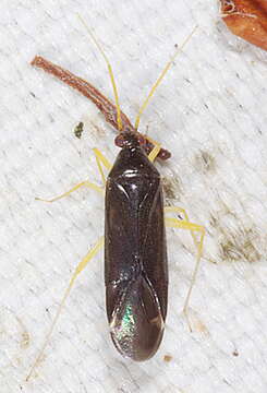 Phylus coryli (Linnaeus 1758)的圖片