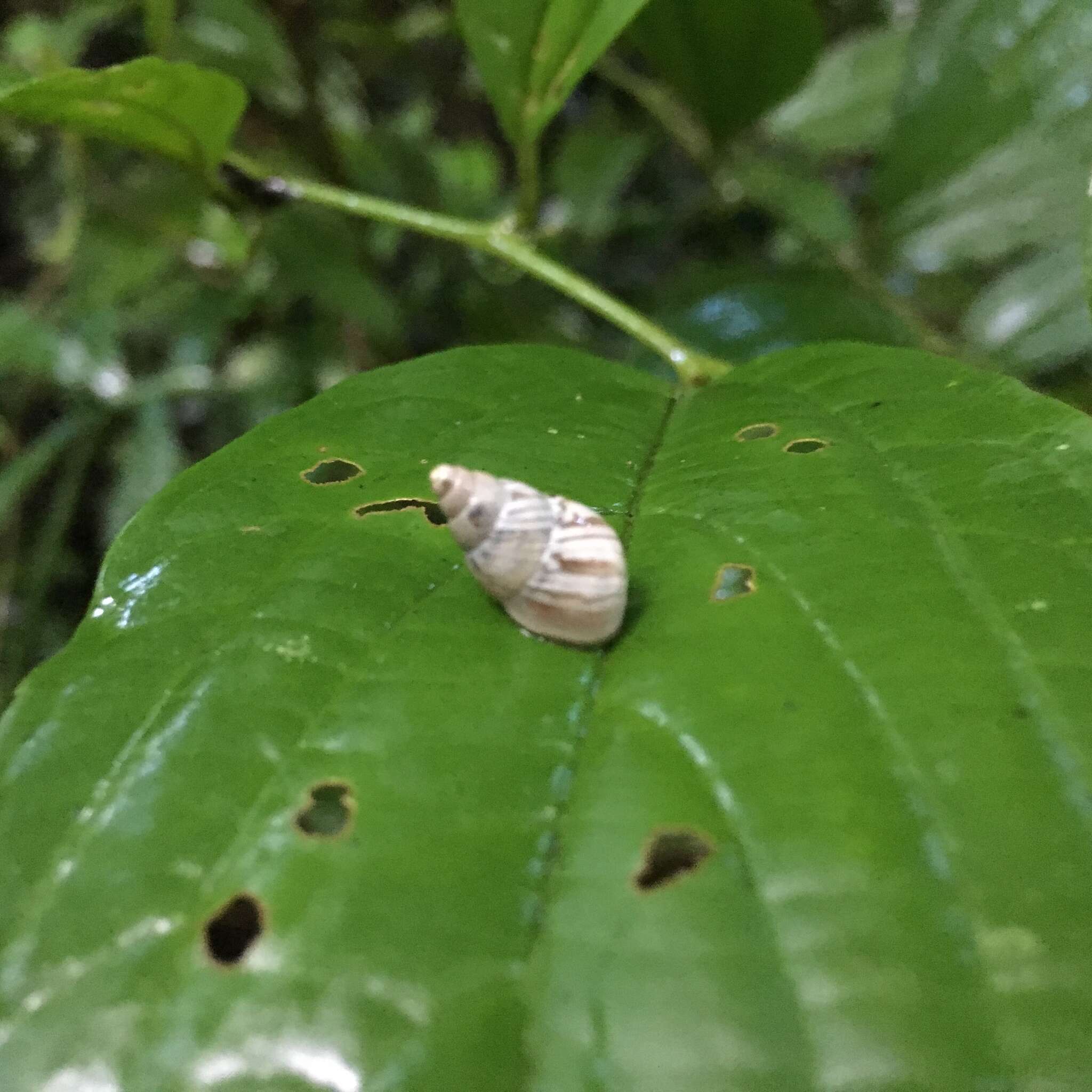 Plancia ëd Leiostracus demerarensis