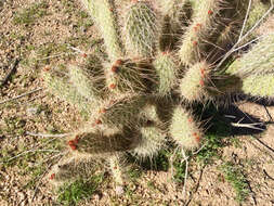 Opuntia polyacantha var. erinacea (Engelm. & J. M. Bigelow) B. D. Parfitt resmi