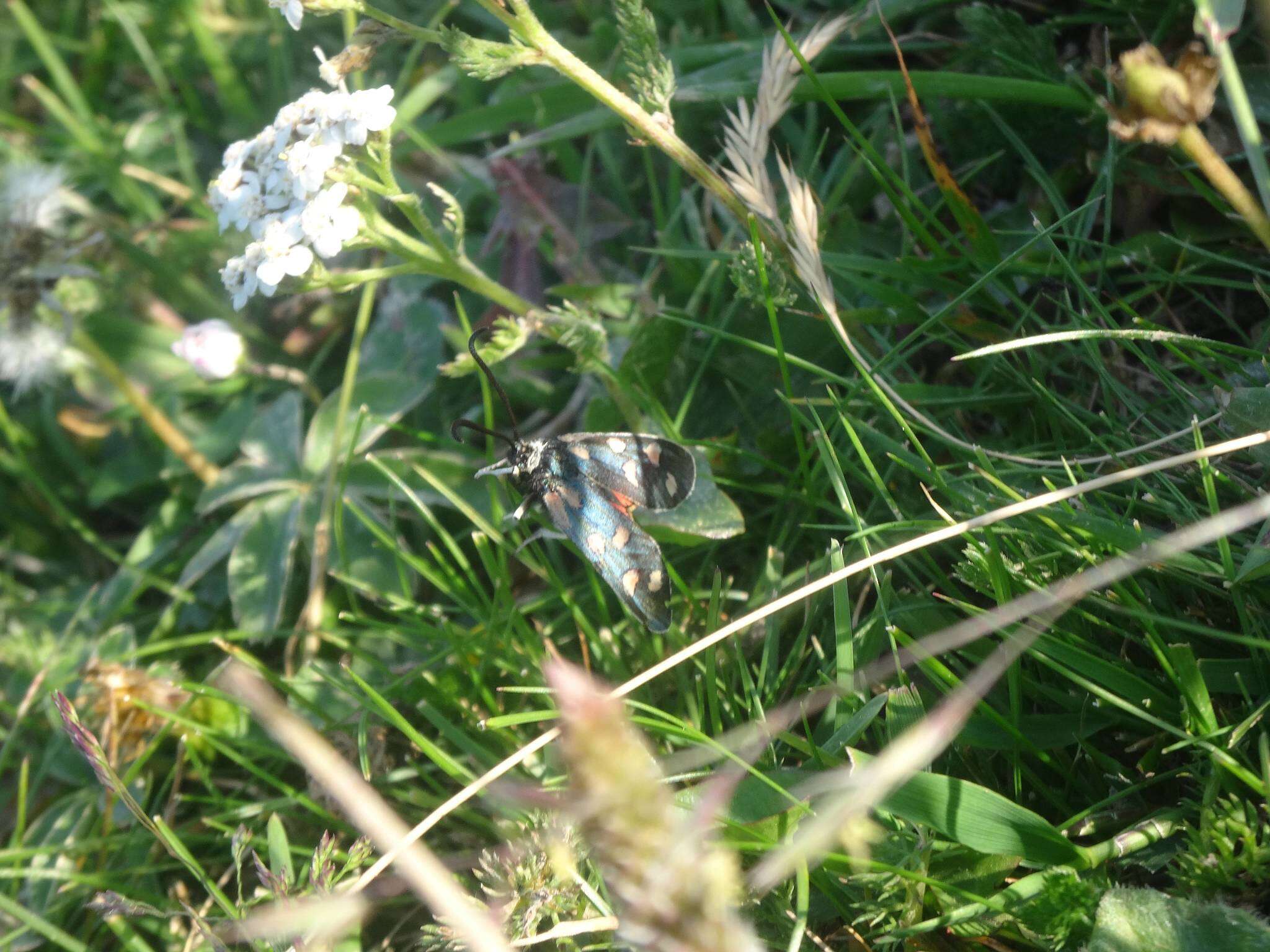 Image of Zygaena anthyllidis Boisduval 1828