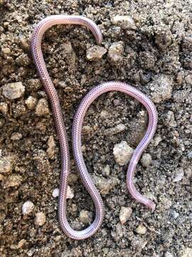 Image of Western Thread Snake