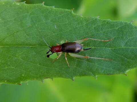 Image de Phyllopalpus