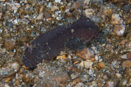 Image of Cockatoo fish