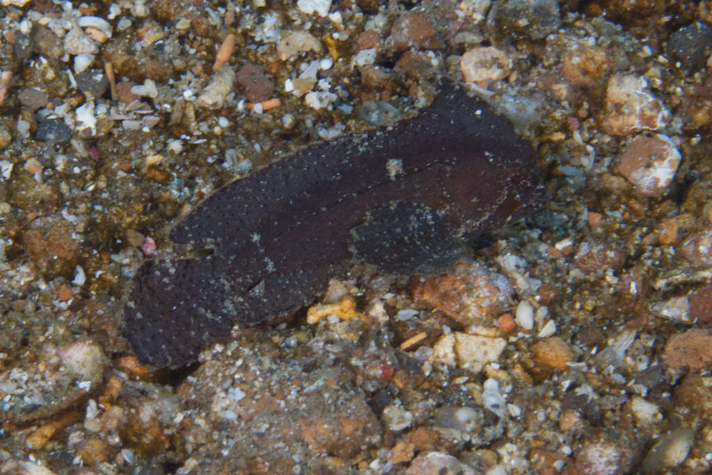 Image of Cockatoo fish