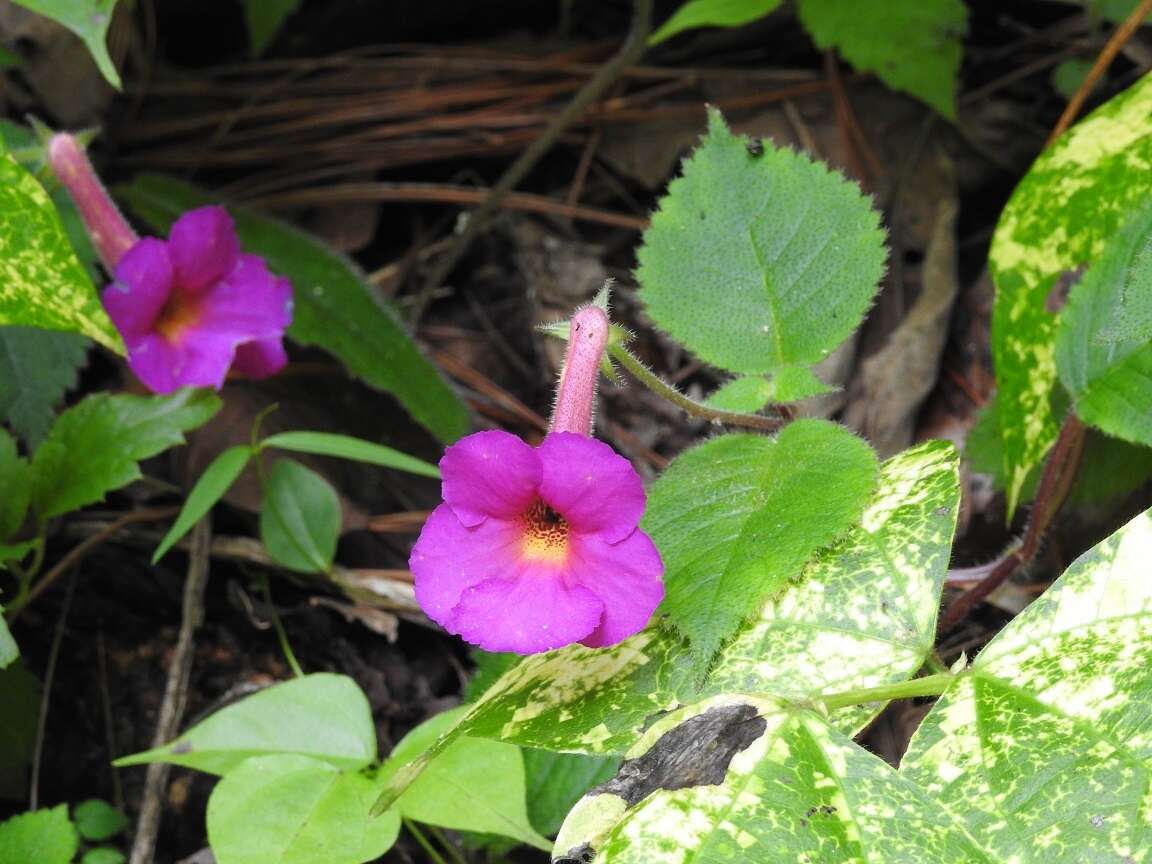 Image of Achimenes skinneri Lindl.