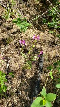 صورة Clarkia mildrediae subsp. mildrediae