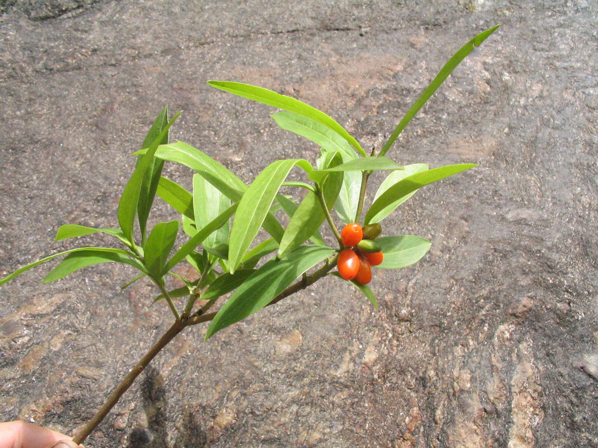 Image of Daphne papyracea Wall. ex Steud.