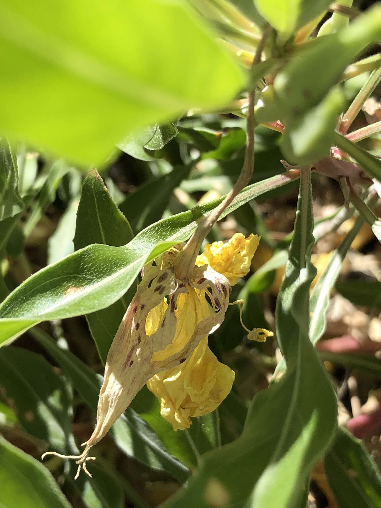 Oenothera howardii (A. Nels.) W. L. Wagner resmi