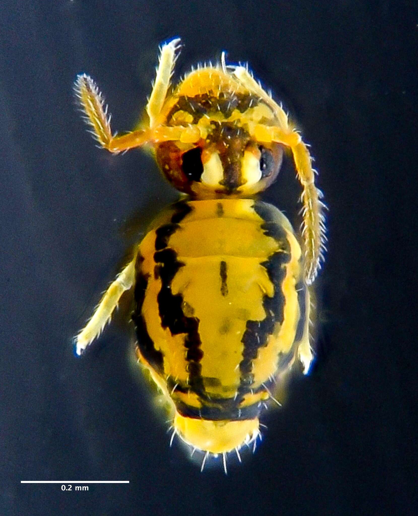 Image of Globular springtail