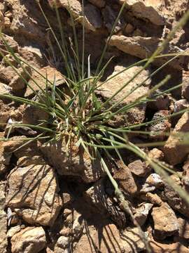 Plancia ëd Sporobolus pyramidatus (Lam.) Hitchc.