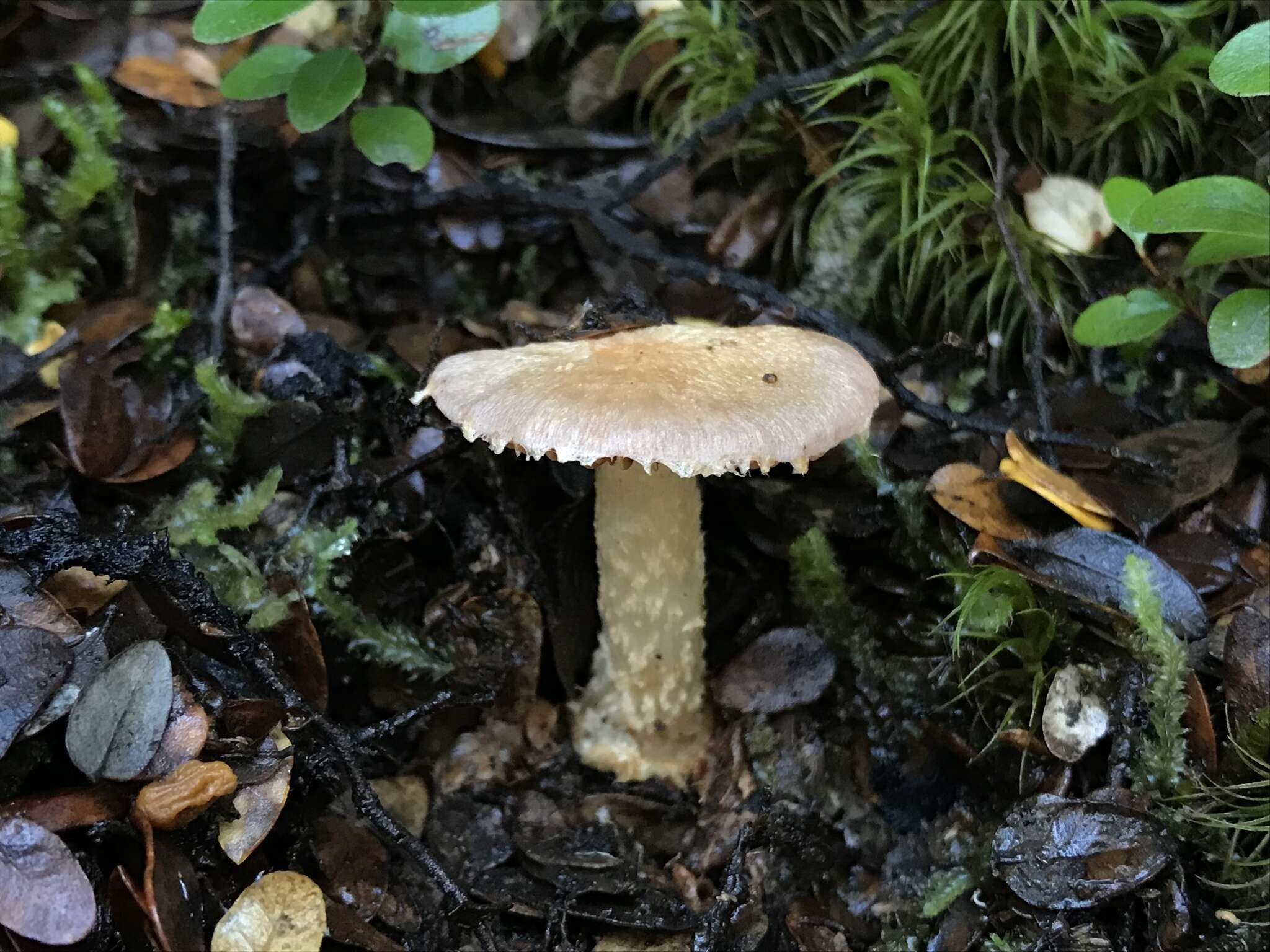 Image of Cortinarius alboroseus (R. Heim) Peintner, E. Horak, M. M. Moser & Vilgalys 2002