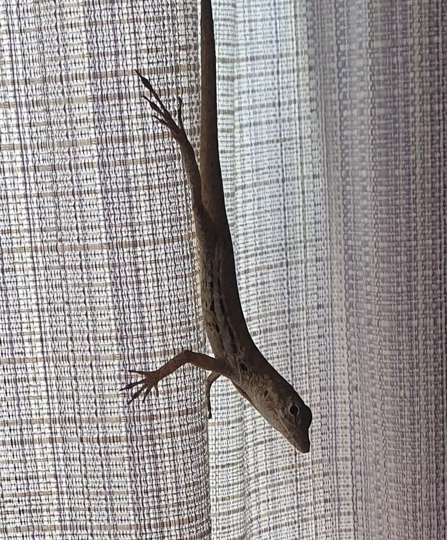 Image of Striped Anole