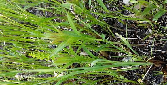 Image of Pennsylvania sedge