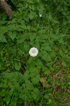 Image de Calystegia silvatica subsp. disjuncta R. K. Brummitt