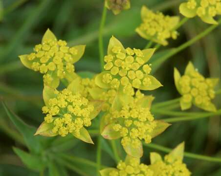 Image of Bupleurum ranunculoides L.