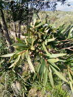 Image of Hakea salicifolia subsp. salicifolia