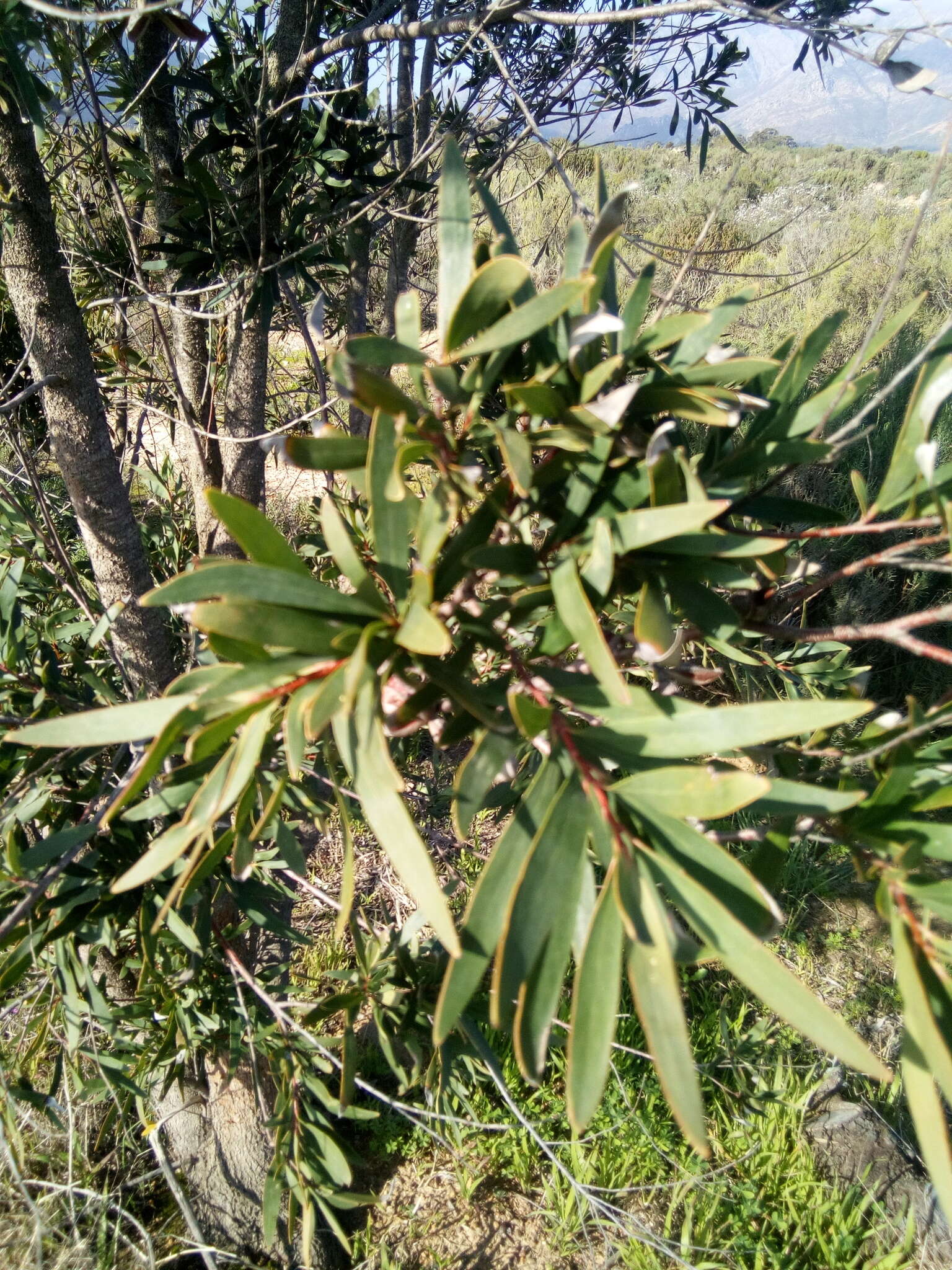 صورة Hakea salicifolia subsp. salicifolia