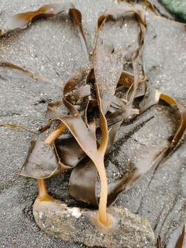 Imagem de Laminaria yezoensis