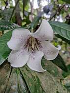 Image of Rothmannia macrophylla (Hook. fil.) Bremek.