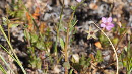 Image of coastal gilia