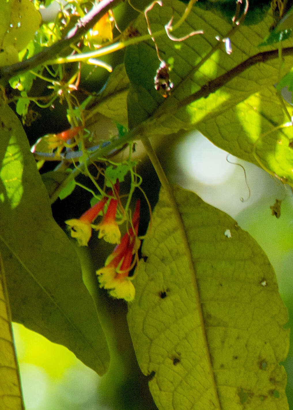 Image of Tropaeolum emarginatum Turcz.