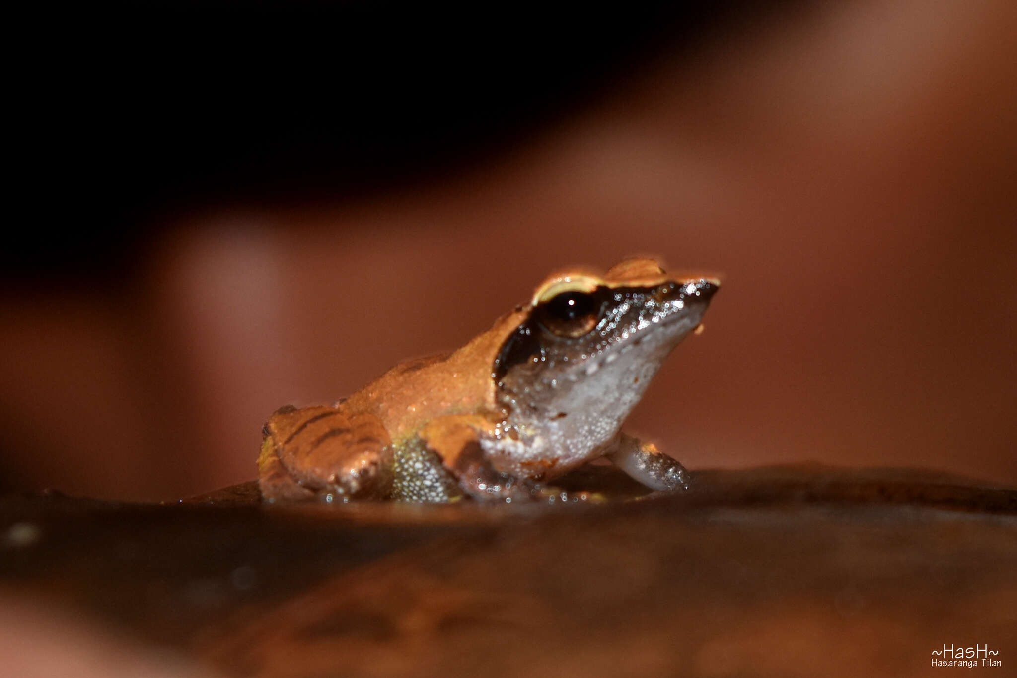 Image de Pseudophilautus cuspis (Manamendra-Arachchi & Pethiyagoda 2005)