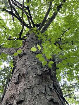 Image of Betula schmidtii Regel