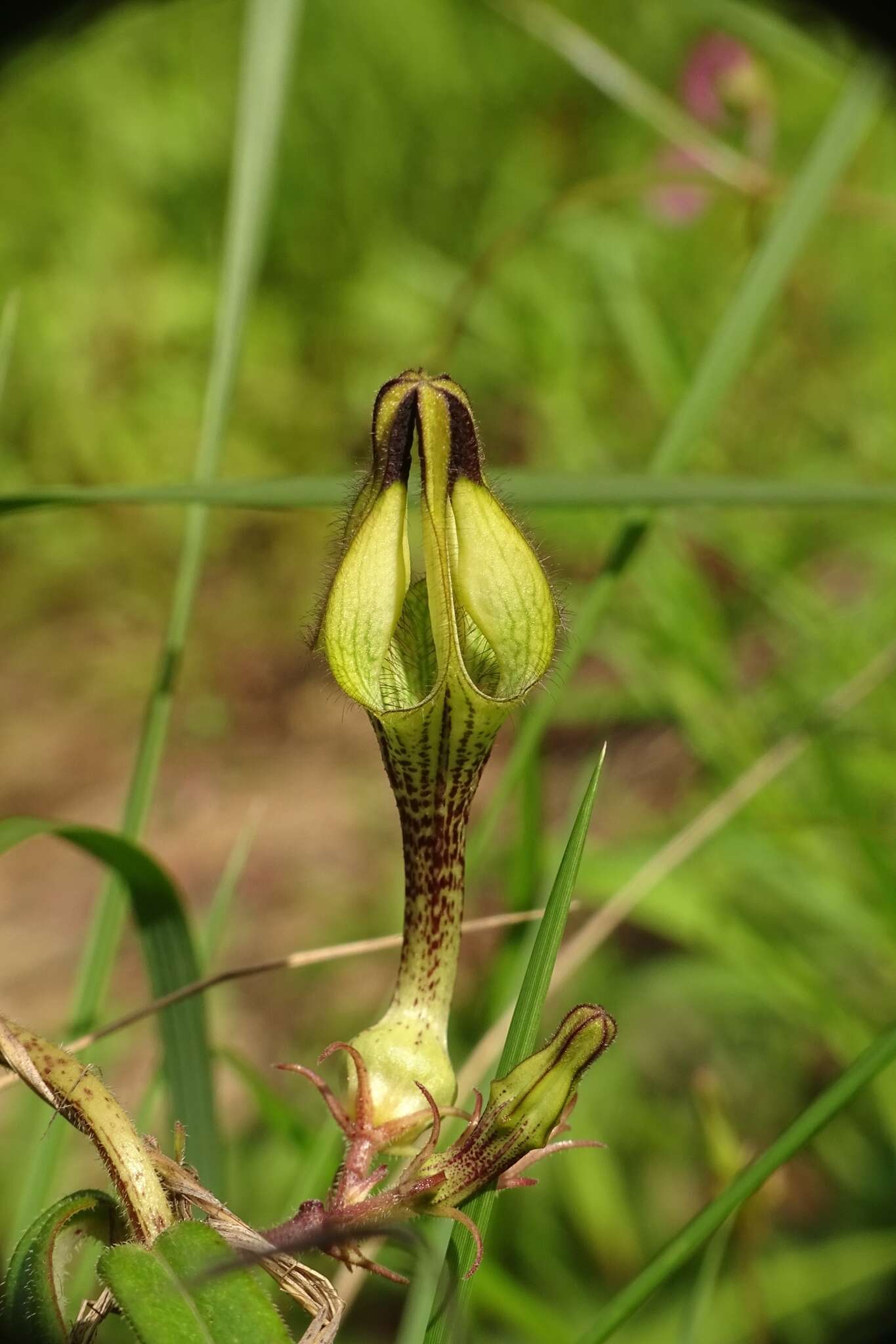 صورة Ceropegia hirsuta Wight & Arn.