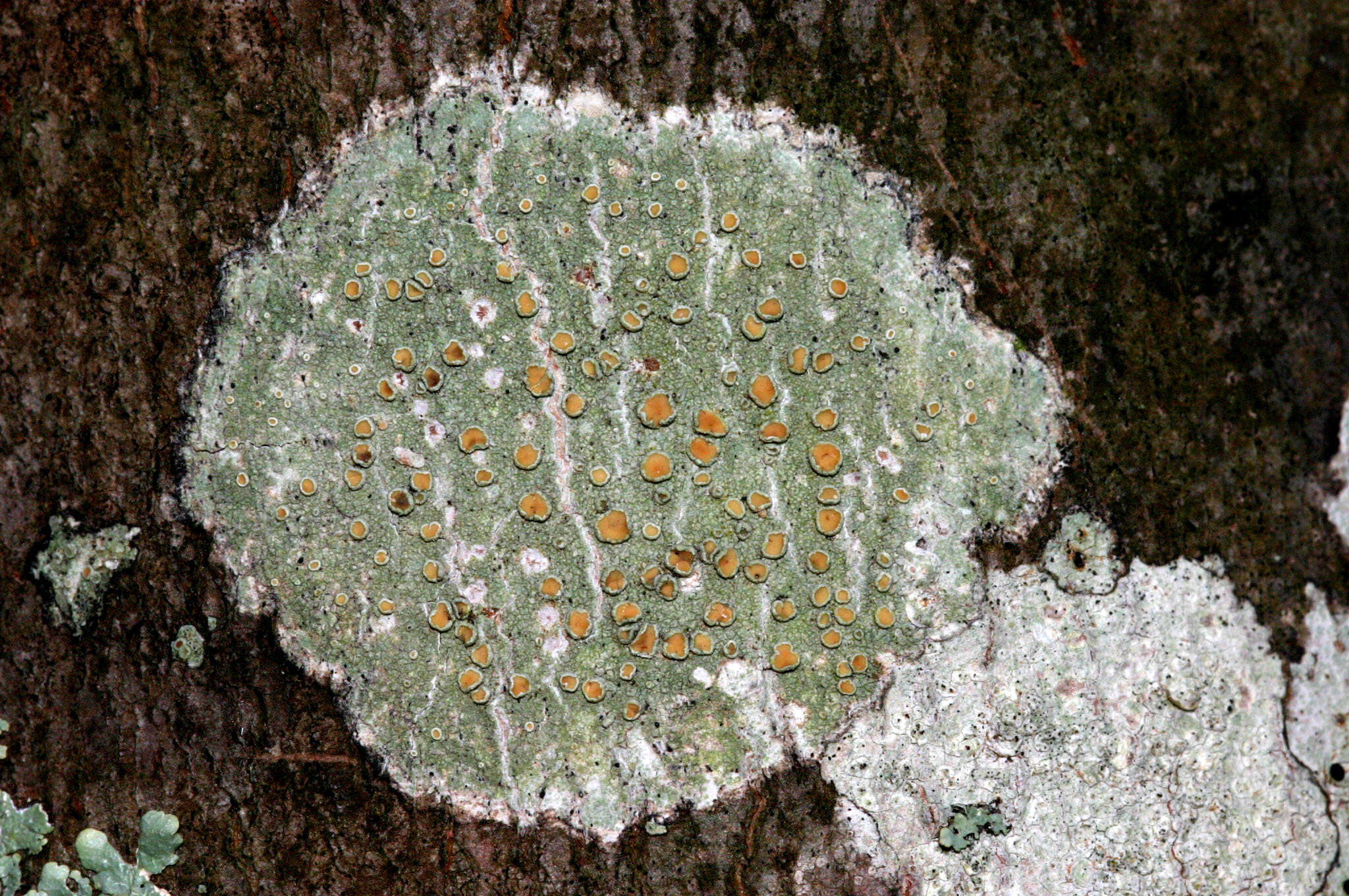 Image of Louisiana rim lichen