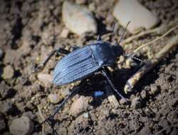 Image of Eleodes (Melaneleodes) tricostata (Say 1824)