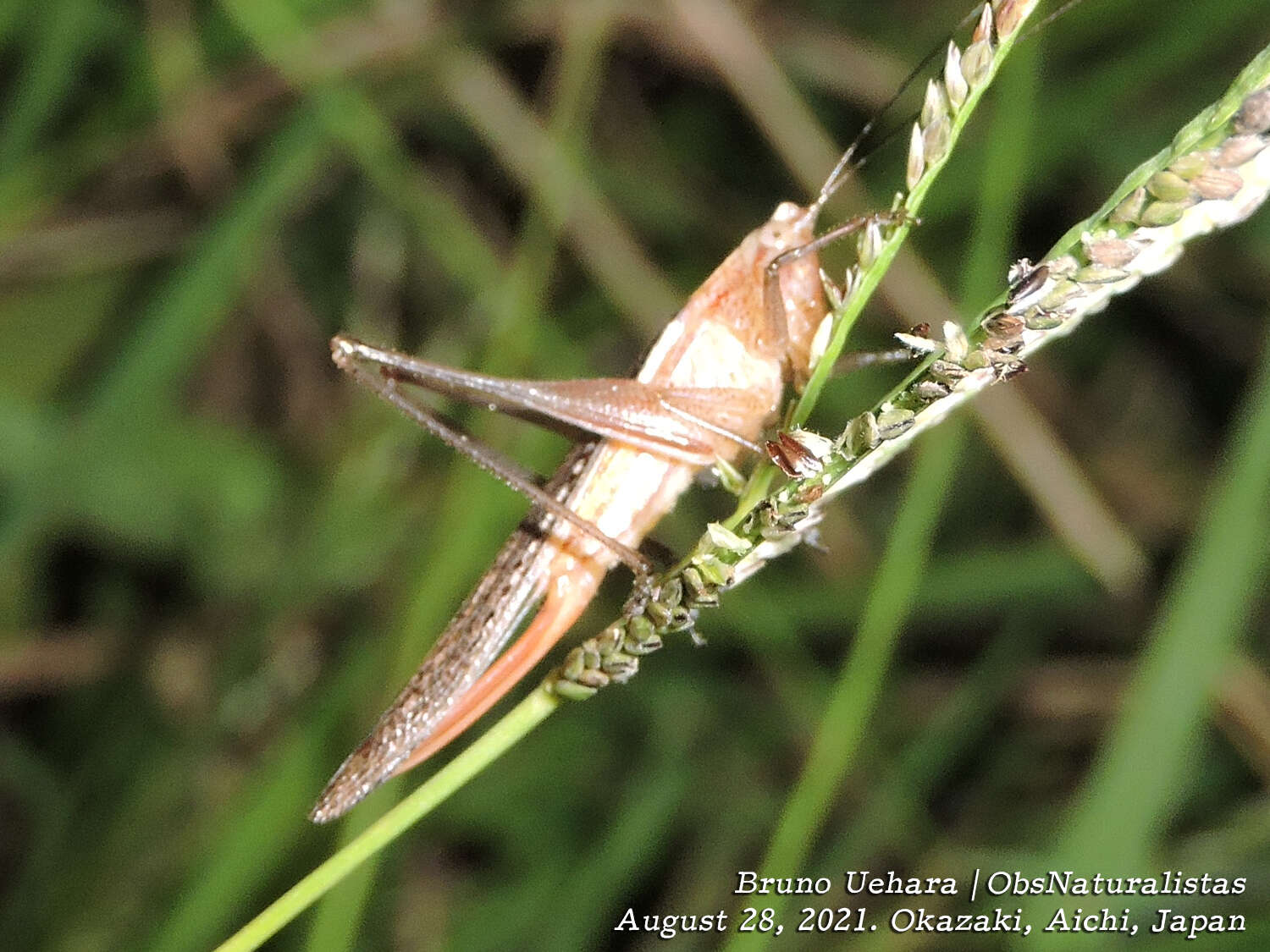 صورة Conocephalus (Anisoptera) maculatus (Le Guillou 1841)