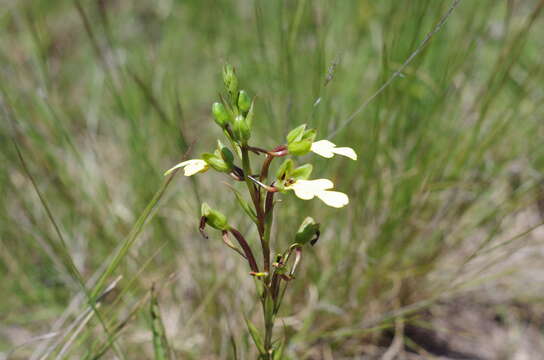 Imagem de Cynorkis flexuosa Lindl.