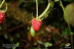 Image of Rubus roseus Poir.