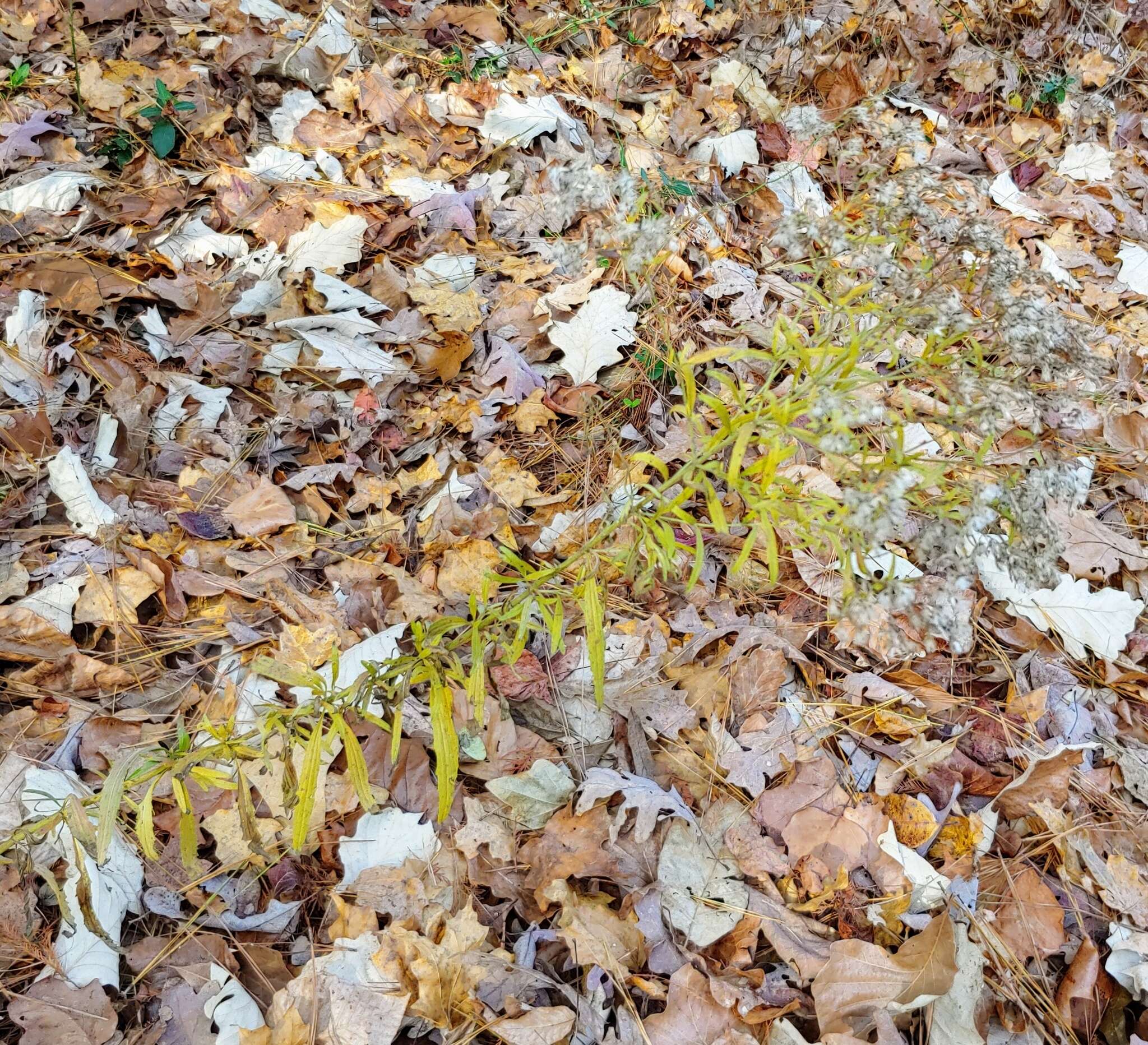 Image of hyssopleaf thoroughwort