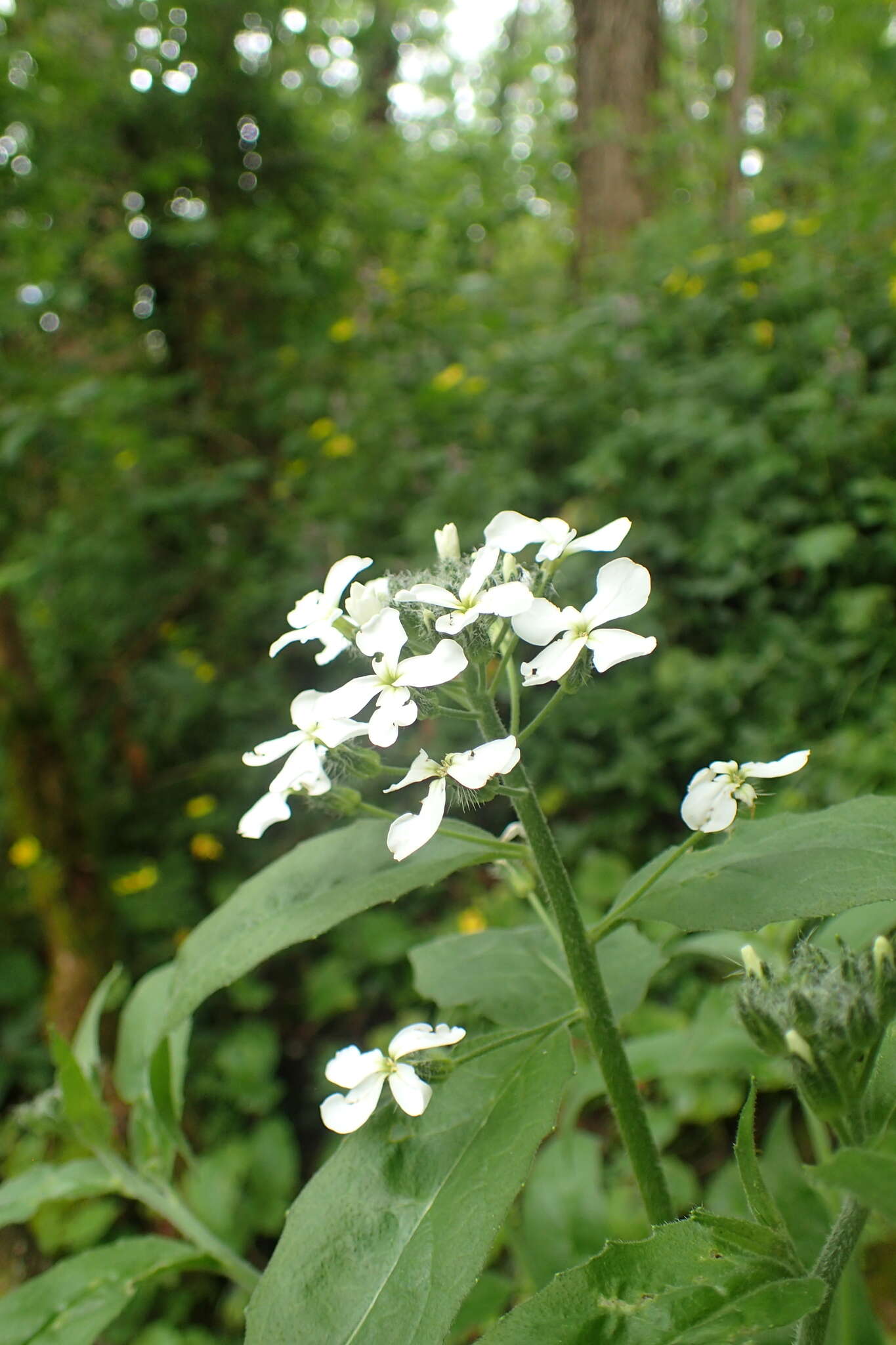 Image of Hesperis matronalis subsp. nivea (Baumg.) Kulcz.