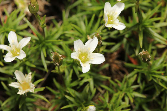 Image of Pseudocherleria laricina (L.) Dillenb. & Kadereit