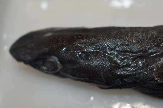 Image of Smooth Lanternshark