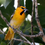 Image de Oriole de Bullock